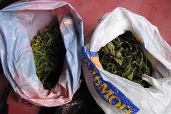 Наркополицейские задержали в Калининграде дилеров с 1,7 кг марихуаны