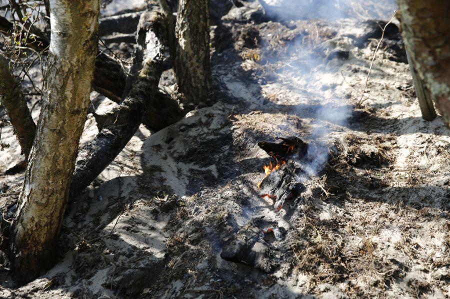 23 июля 2014: пожар в районе дюны Эфа на Куршской косе