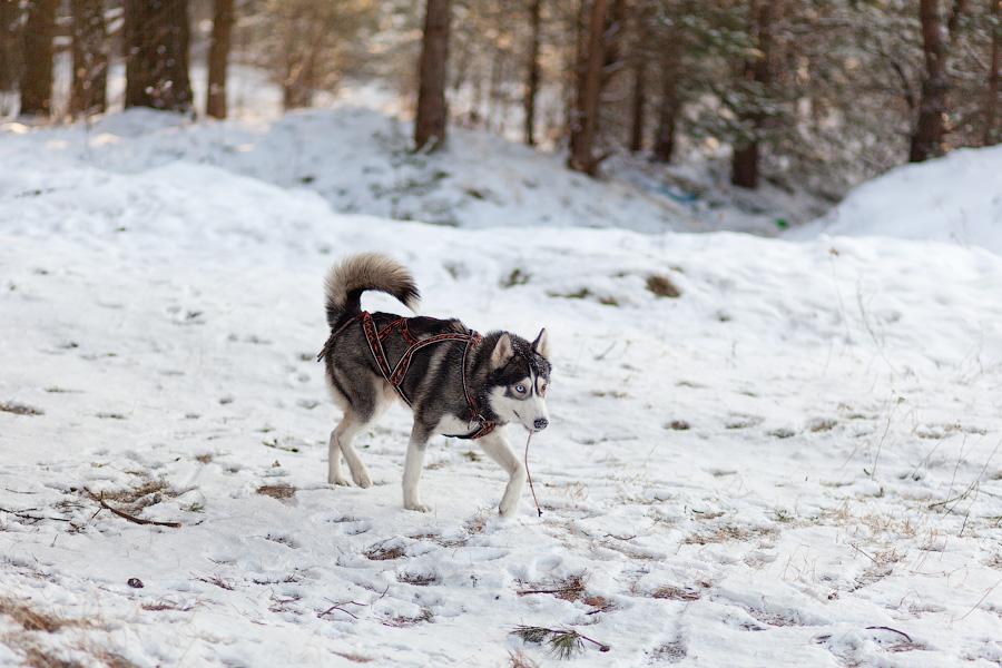 «Сказки о хаски»: фоторепортаж с тренировки ездовых собак и интервью с владельцами
