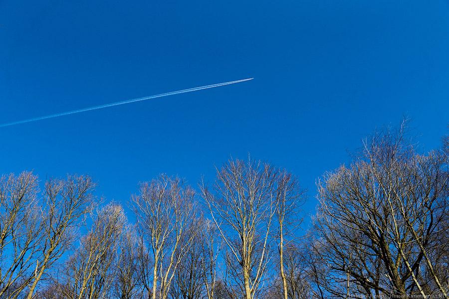 Пеньки в Холмогоровке: кто вырубает лесопарк под Калининградом