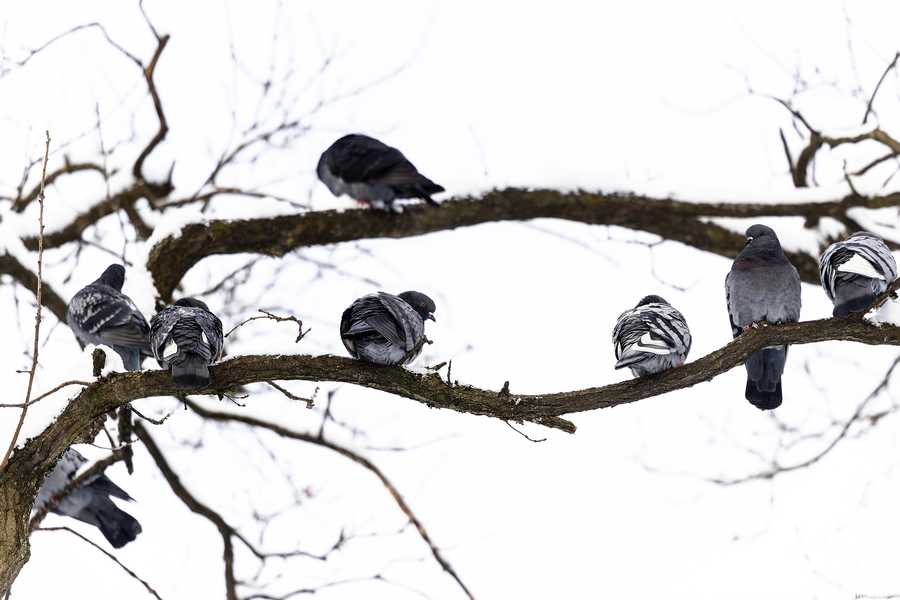 После двадцати лет ожидания: как Калининград встретил Новый год со снегом (фото)