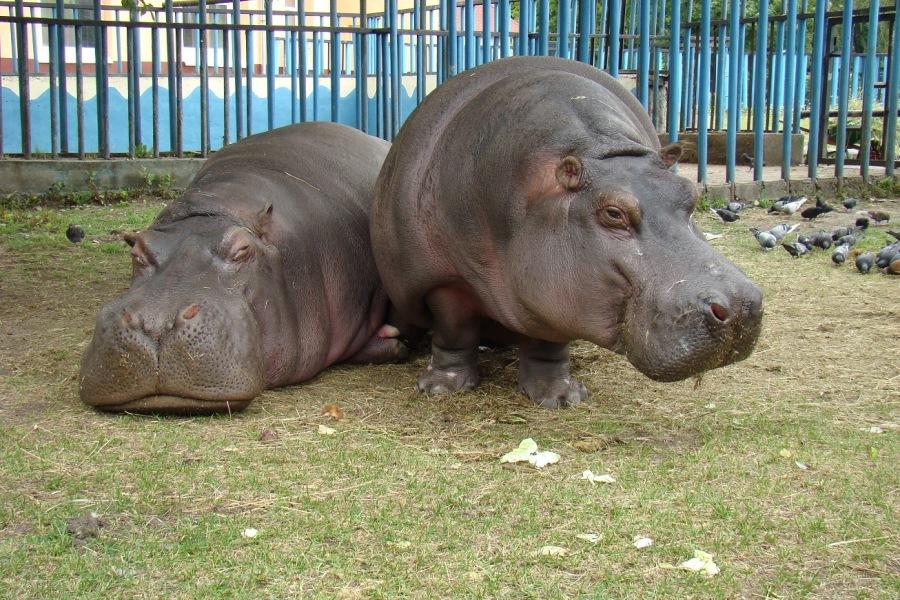 Фото предоставлено пресс-службой зоопарка