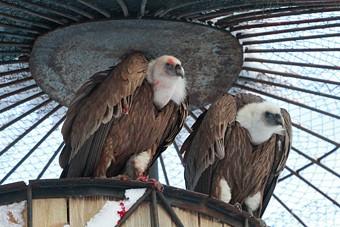 Из 85 зданий на территории зоопарка 79 — в аварийном или предаварийном состоянии