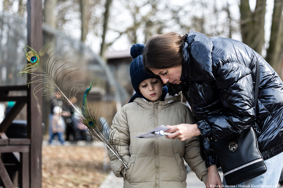 И пух, и перья: как в Калининградском зоопарке отметили День птиц (фото)