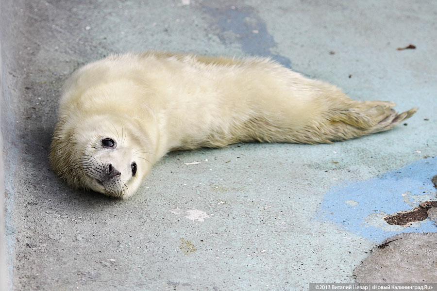 «Белый и пушистый»: портрет белька в интерьере зоопарка