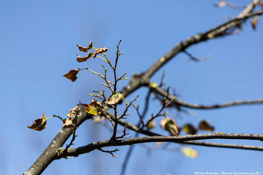 Горвласти заставляют подрядчика заменить погибшие деревья на Тихоокеанской