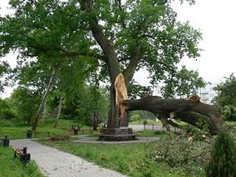В Приморске из-за шторма рухнул вековой дуб мира