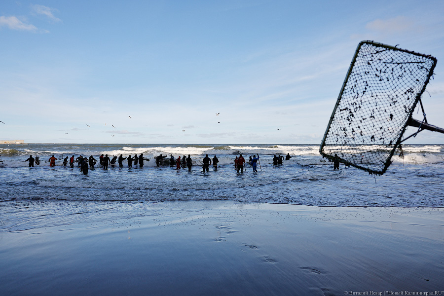 Лучшее время: как в Пионерском ловят янтарь после шторма (фото)