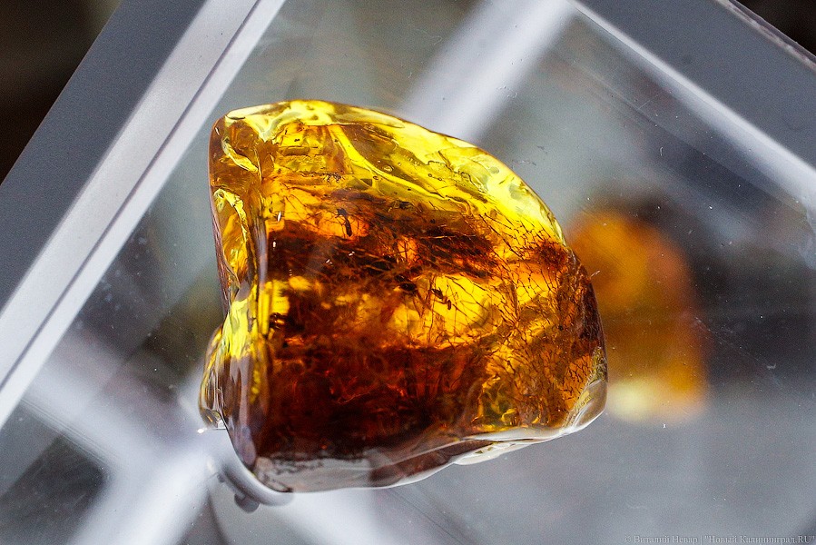 Янтарная козявка: чем закончились первые в Калининграде торги по инклюзам (фото)