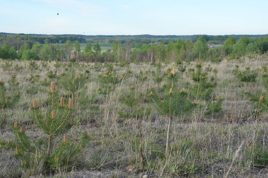 Озеро вместо леса: как выглядит после рекультивации карьер, где вырубили 60 га (фото)