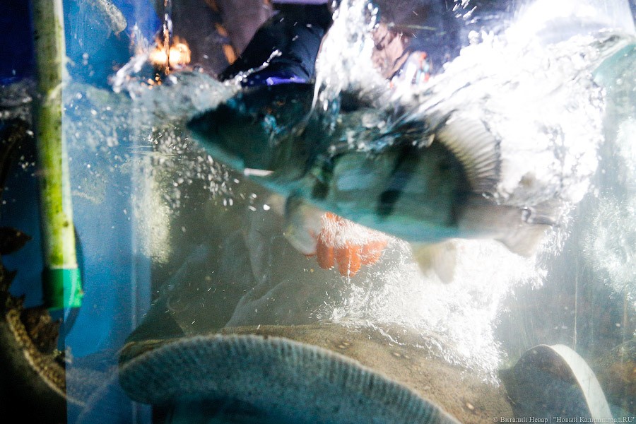 Водные процедуры: как в Музее Мирового океана переселяли ската-хвостокола