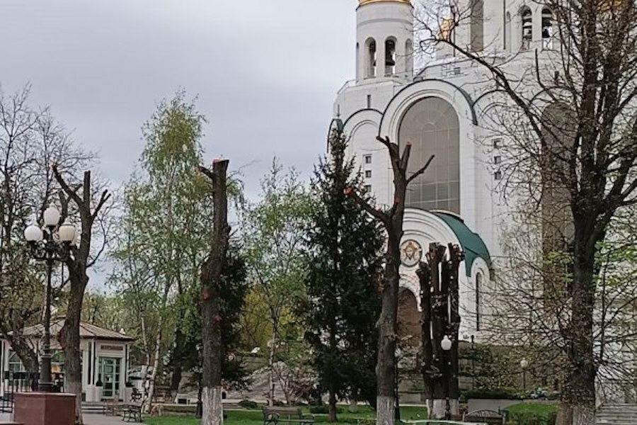 Горвласти пообещали провести проверку по поводу «варварской обрезки» лип у ХХС