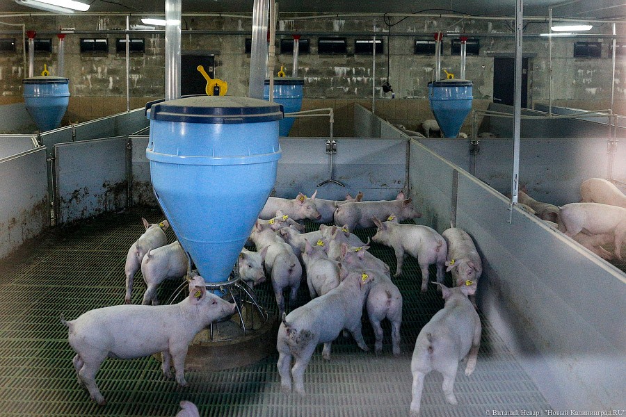 В Россию временно запретили ввозить свинину из Сербии из-за АЧС 