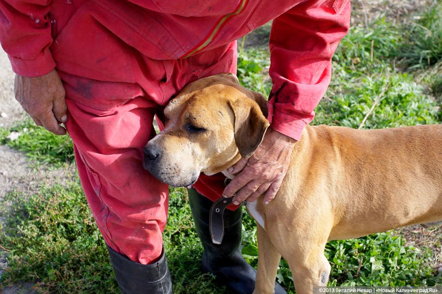 Естественный отбор: что творится за забором Службы защиты животных (фото)