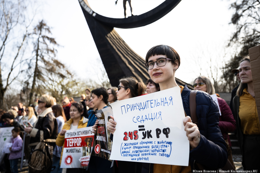 В защиту братьев меньших: в Калининграде прошёл митинг против убийства животных (фото)