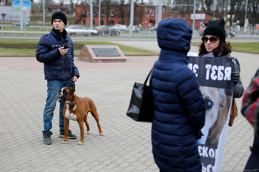Вместе против живодеров: в Калининграде митинговали в защиту животных