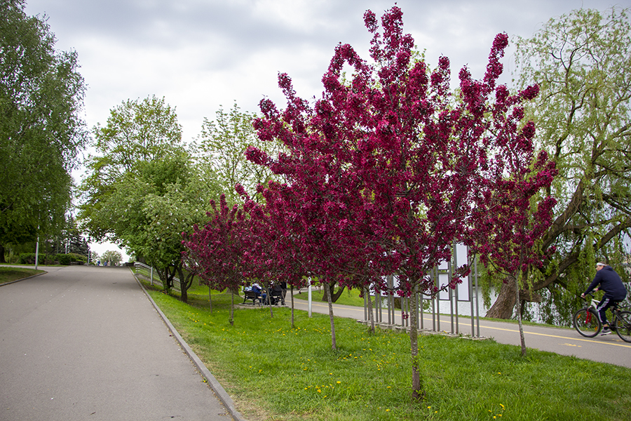Погода в Калининградской области 14 мая