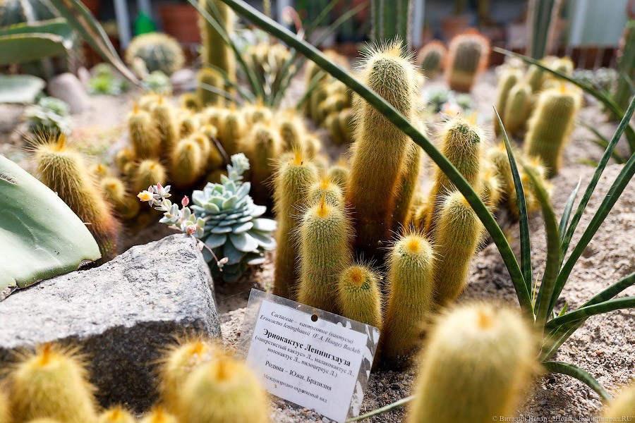 Дом для кактусов: в Ботаническом саду Калининграда открыли оранжерею (фото)