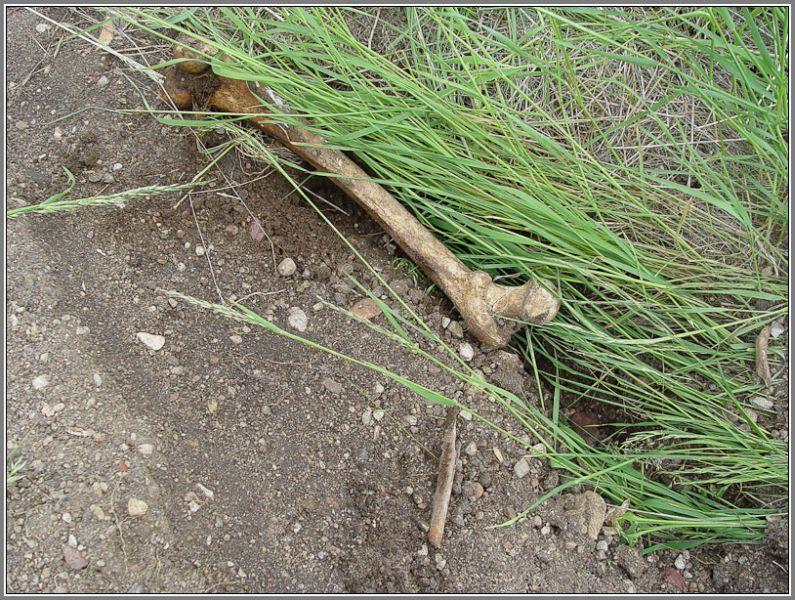 Заброшенная память: крупное захоронение Первой мировой под угрозой