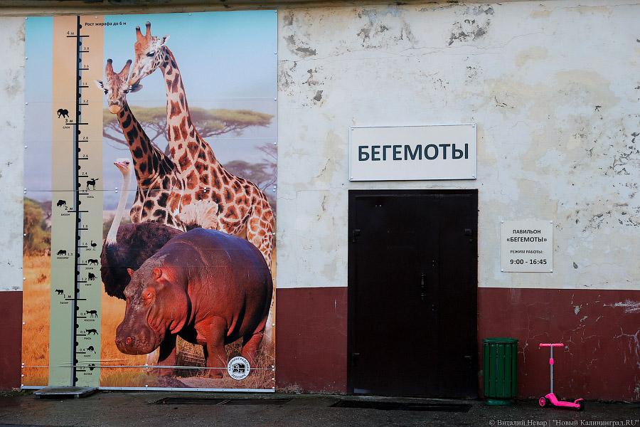 То ли сына, то ли дочь: в зоопарке Калининграда родился бегемотик (фото)