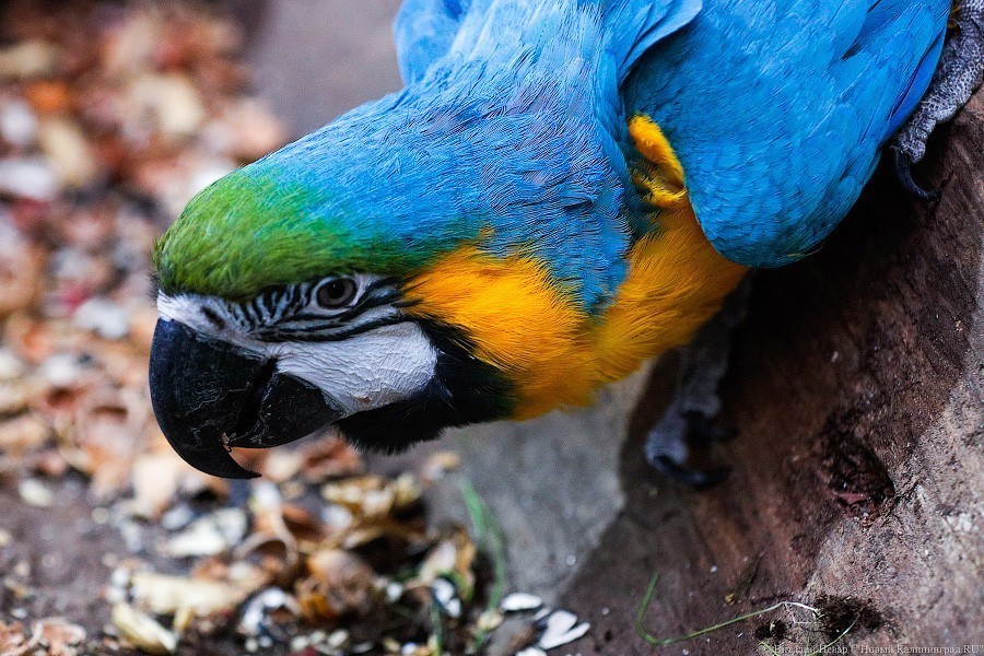 В зоопарке открыт Дом тропической птицы. Посмотрите на жако и спящего трубкозуба