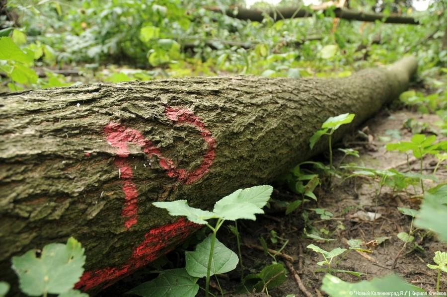 Последствия погрома на Ялтинской: фоторепортаж "Нового Калининграда.Ru"