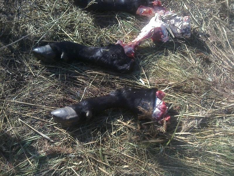 В Озерском районе мужчина застрелил и расчленил корову ценной породы (фото) 