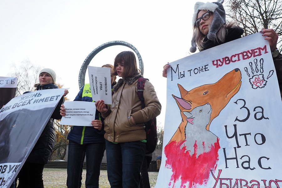 За что нас убивают?: как в Калининграде митинговали в защиту животных