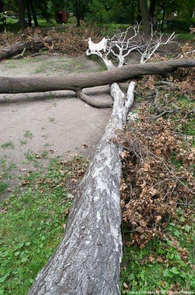 Пила vs. палатка: фоторепортаж "Нового Калининграда.Ru"