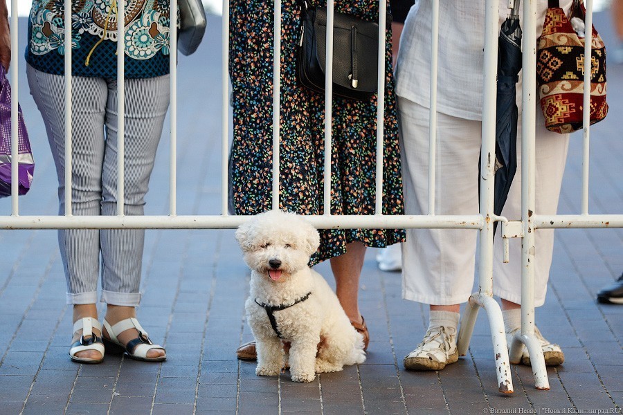 Rauschen girls: о чём шутили на «Голосящем КиВиНе» в Светлогорске (фото)