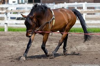 Юрий Лужков стал владельцем контрольной доли конного завода в Озерском районе