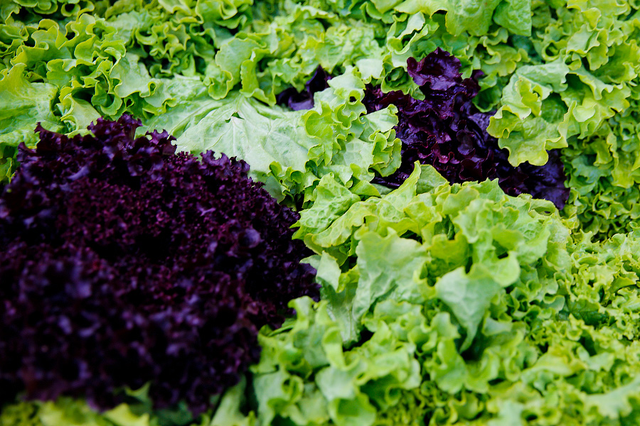 «Дочь Цилиндры»: Россельхознадзор обнаружил в продаже сорта семян, не включенные в Госреестр