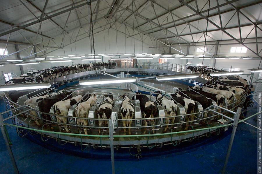 Голштино-фризская «карусель»: в Полесском районе открылся новый молочный комплекс (фото)