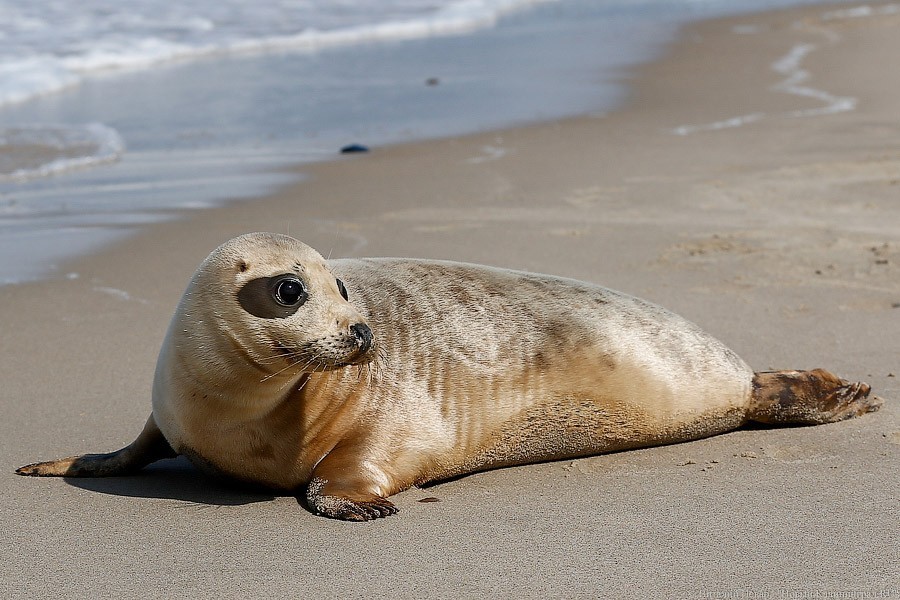 Калининградский зоопарк выпустит в море двух тюленей