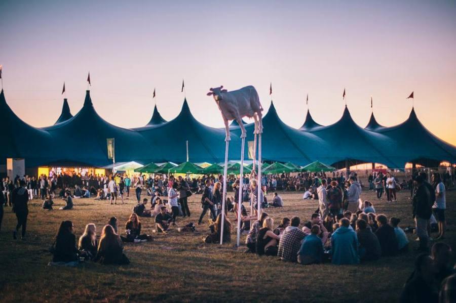 Белая корова — один из символов фестиваля этого года; фото — facebook.com/openerfestival