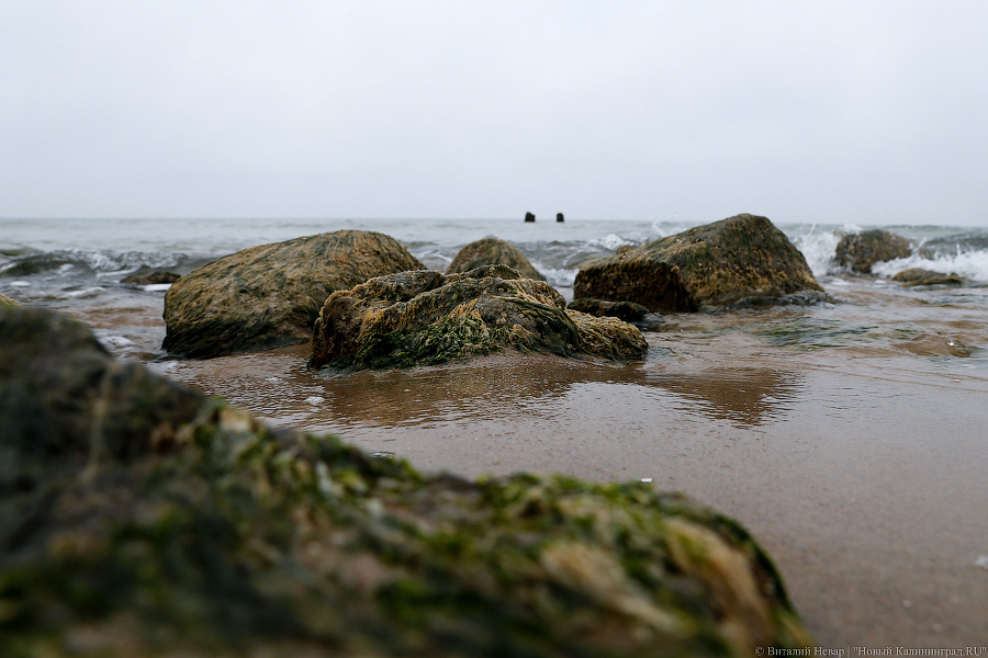 Лучше Афродиты: море подарило калининградцам остатки реликтового леса (фото)