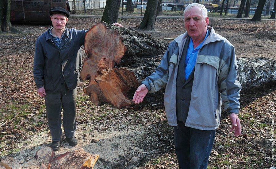 "Вырубка на Ялтинской": фоторепортаж "Нового Калининграда.Ru"