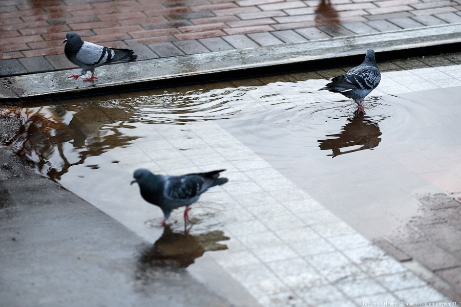 Калининградцев ожидает дождливая прохладная неделя