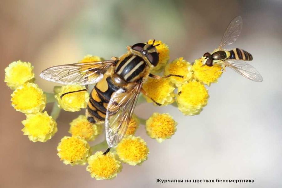 «Куршская коса» просит не бояться мух, похожих на пчел