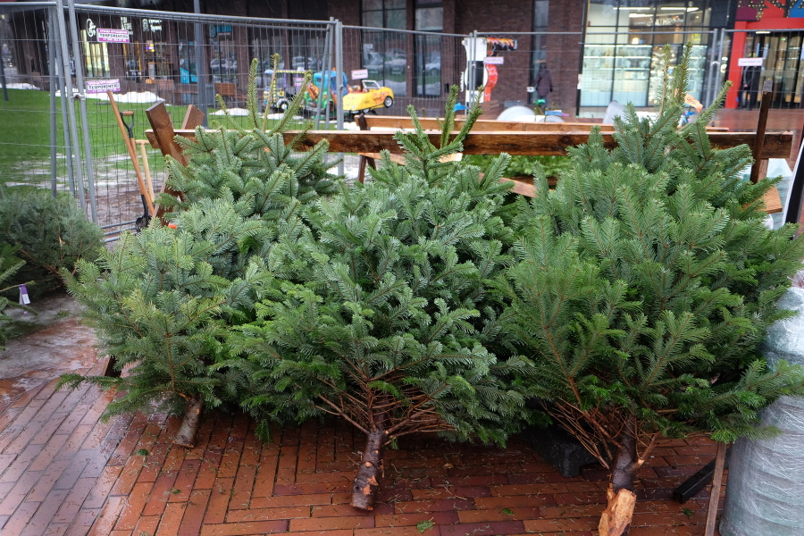 Чтобы не ждать «майских»: областные власти объявили сбор новогодних елок для переработки
