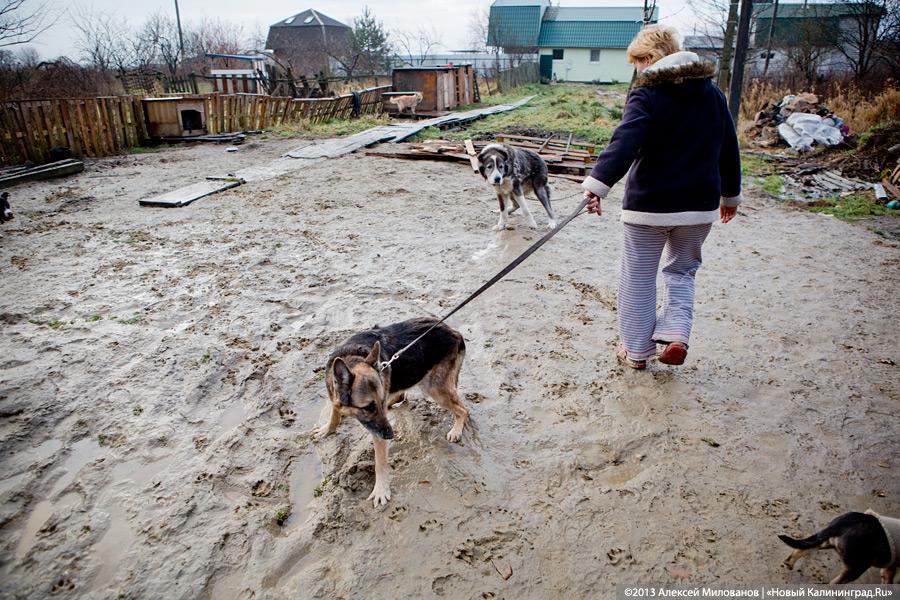 Куратор передержки для бездомных животных: «Они становятся как родные»