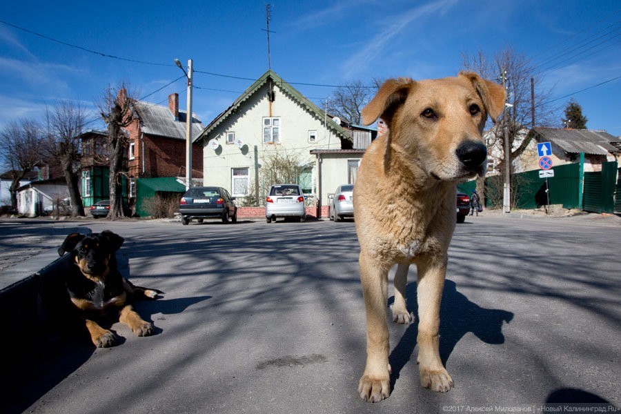 На улице Батальной собаки погрызли «Тойоту» (фото)