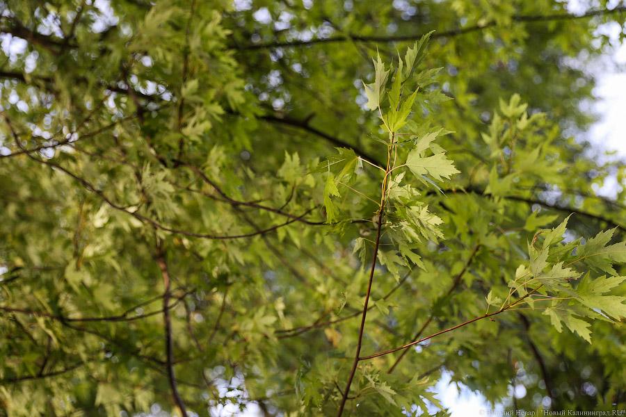 Чтобы жертв не было: власти Калининграда жалеют, что обрезали не все деревья