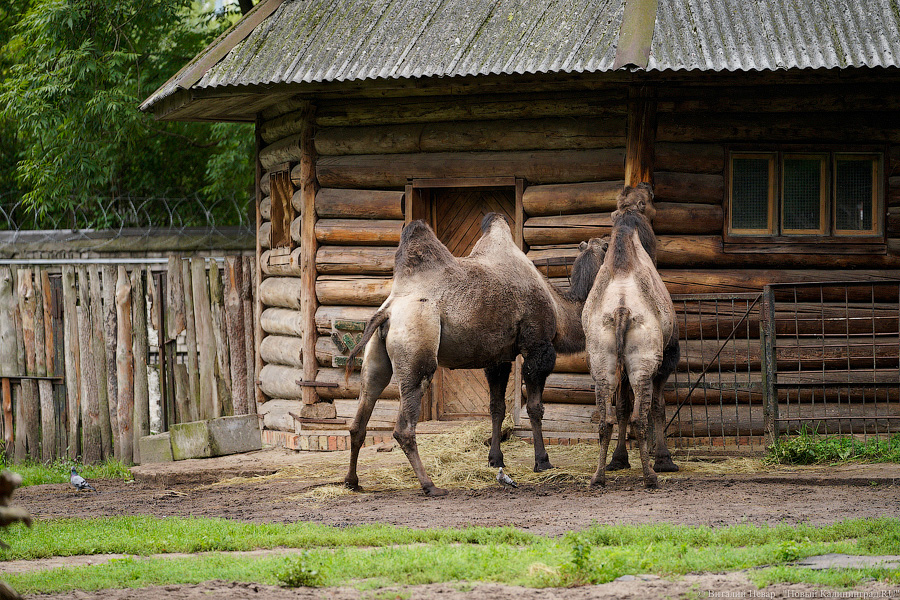 Жаба, гадюка и другие: в зоопарке открылся террариум после ремонта (фото)