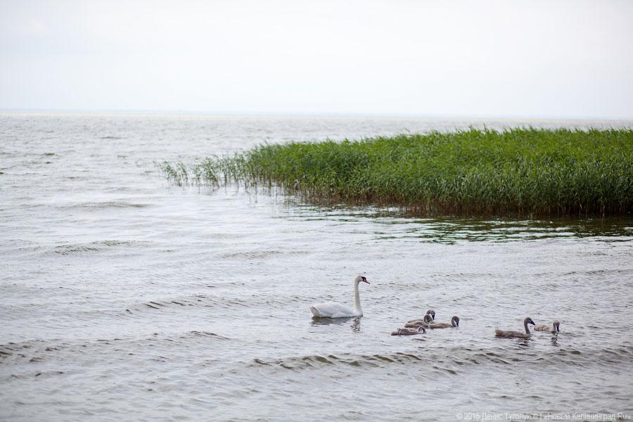 Дюны, мысы, птицы: как работает новый маршрут Куршской косы по воде