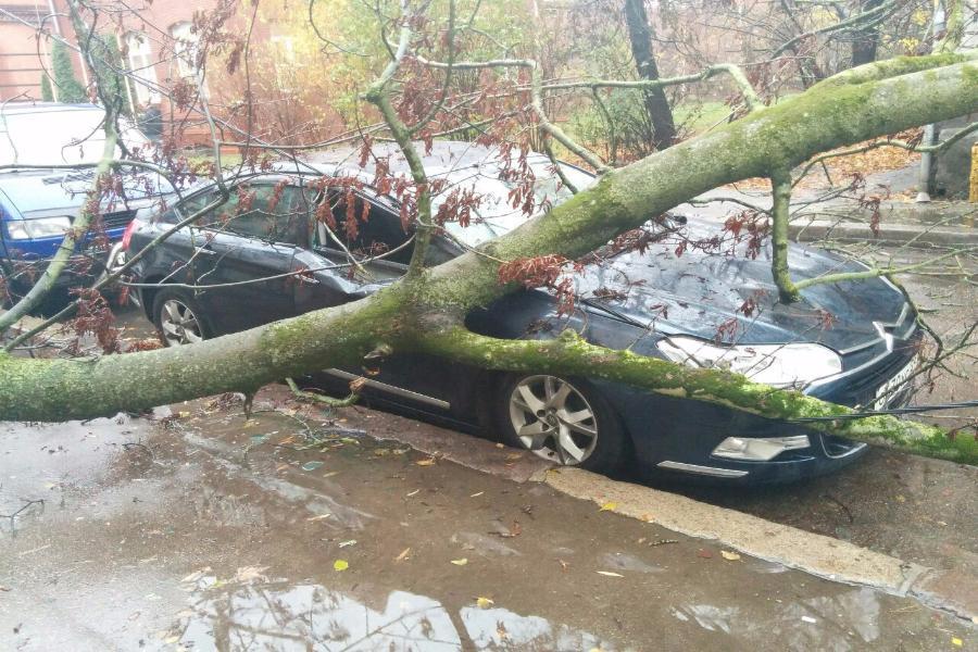 На ул. Больничная на «Ситроен» упало дерево (фото)