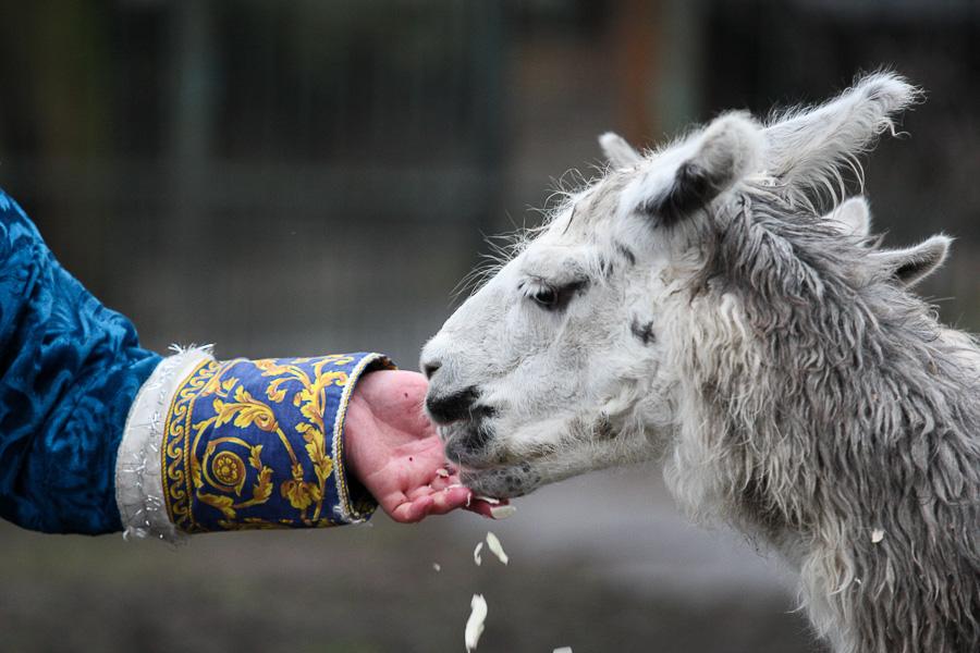 Конина к году Лошади: зоопарк раздал животным любимые лакомства