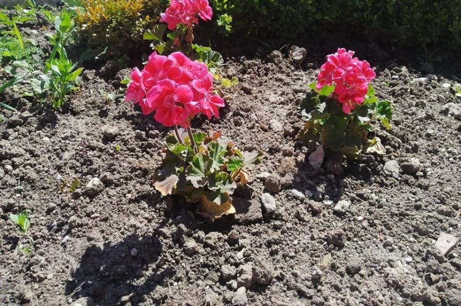 В Зеленоградске крадут высаженные к 75-летию Победы цветы