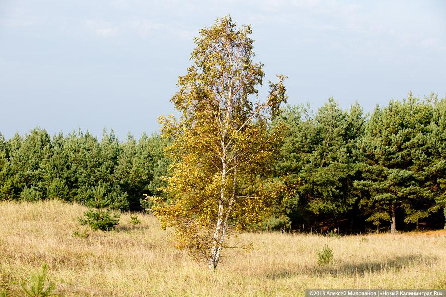 Багрец и золото: яркая осень на Куршской косе (фото)
