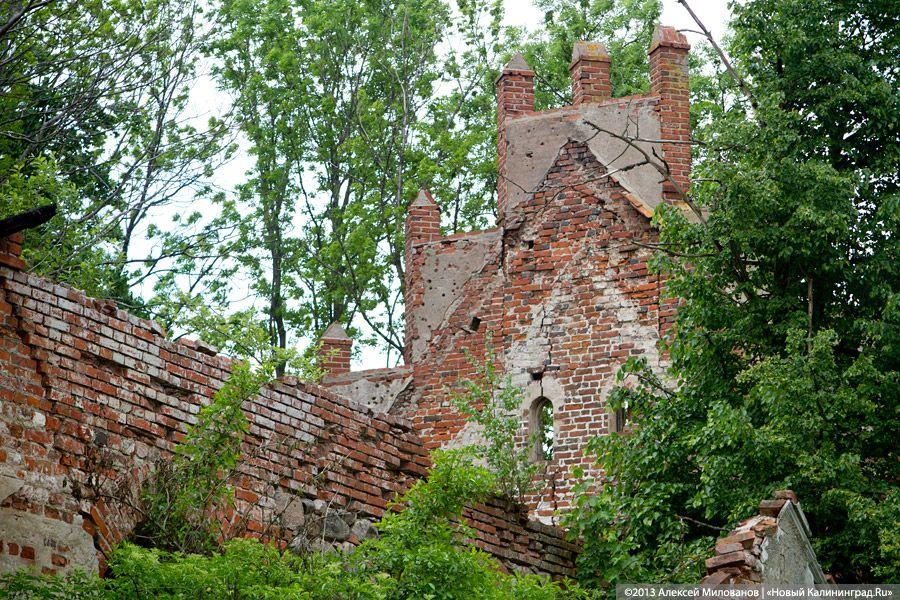 Забытые могилы: кирха и кладбище в поселке Тишино зарастают деревьями